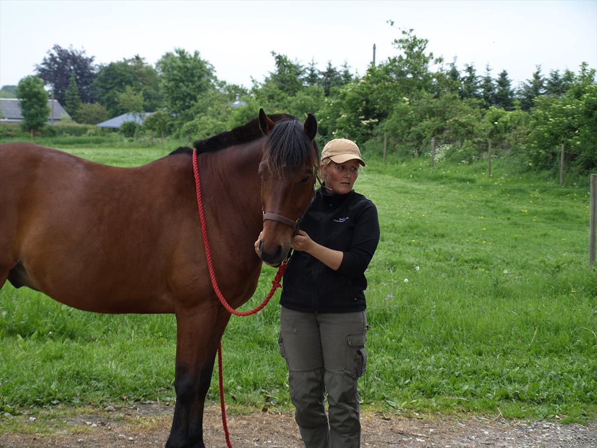 hestene hr besøg af fysioterapeut karin wyrtz billede 31