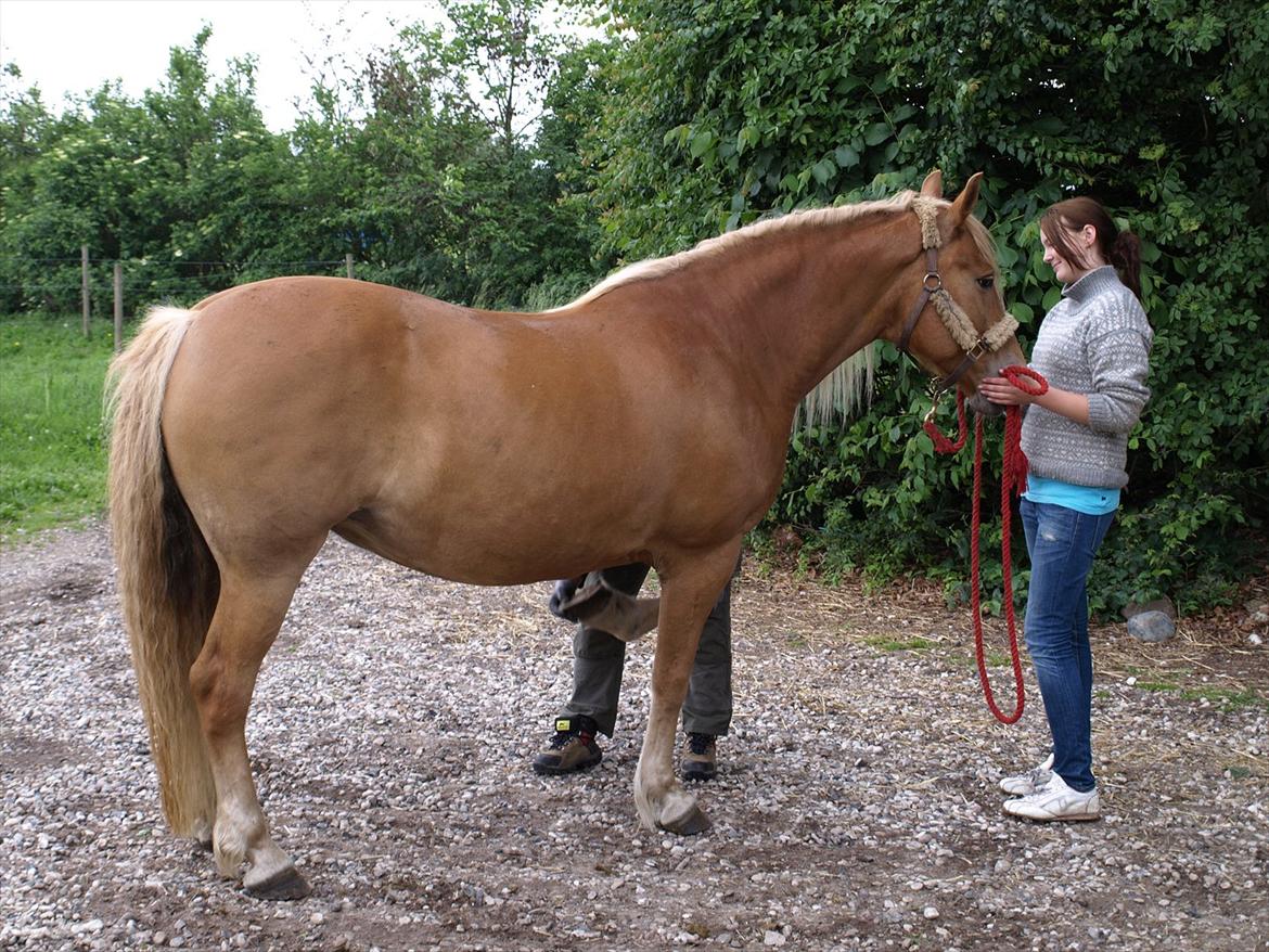 hestene hr besøg af fysioterapeut karin wyrtz billede 32