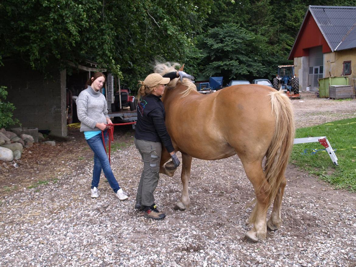 hestene hr besøg af fysioterapeut karin wyrtz billede 33