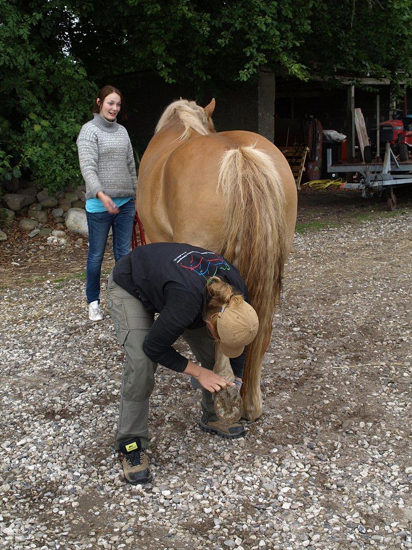 hestene hr besøg af fysioterapeut karin wyrtz billede 34