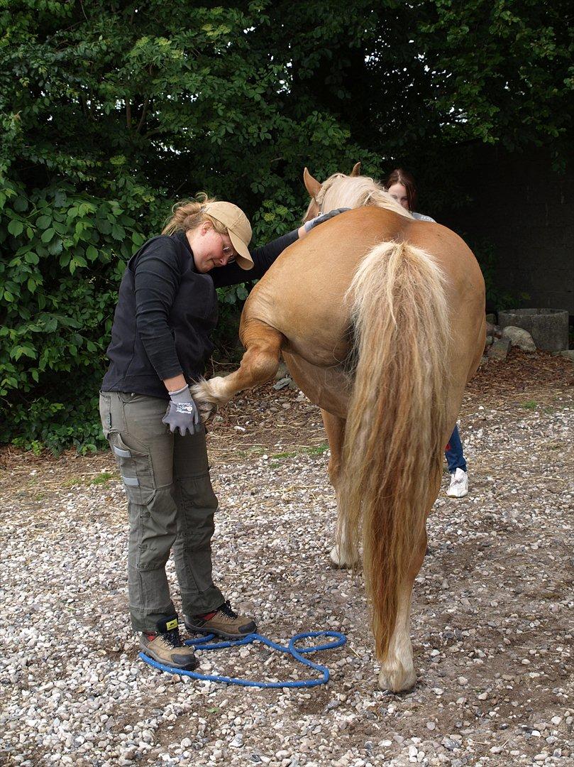 hestene hr besøg af fysioterapeut karin wyrtz billede 35