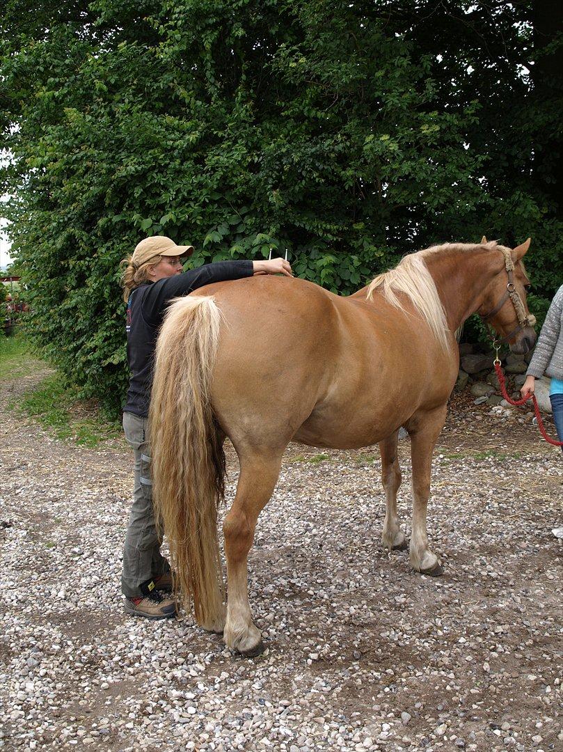 hestene hr besøg af fysioterapeut karin wyrtz billede 36