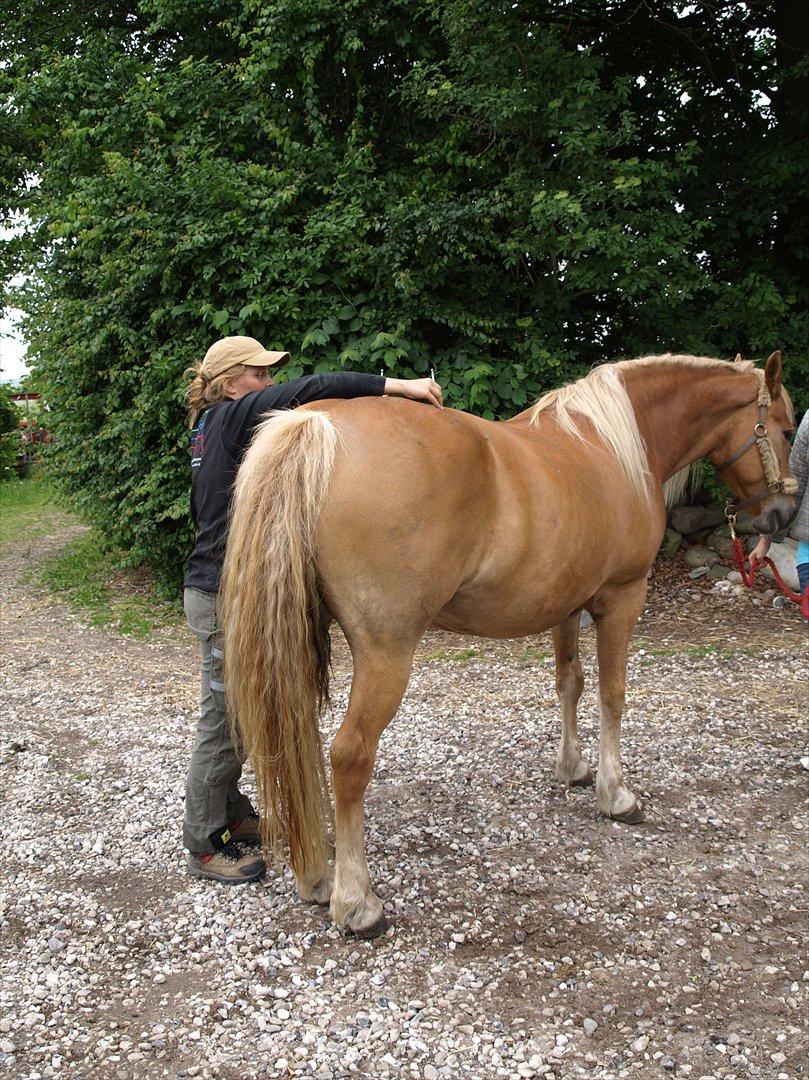 hestene hr besøg af fysioterapeut karin wyrtz billede 37