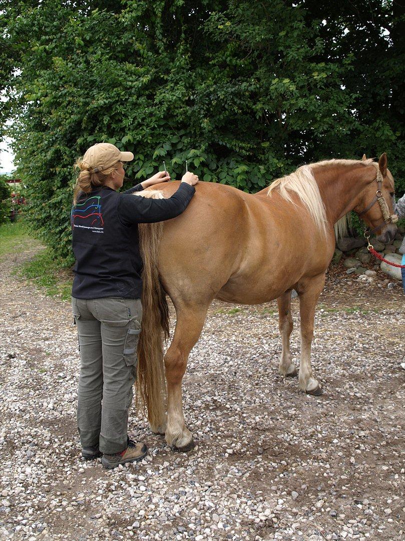 hestene hr besøg af fysioterapeut karin wyrtz billede 38