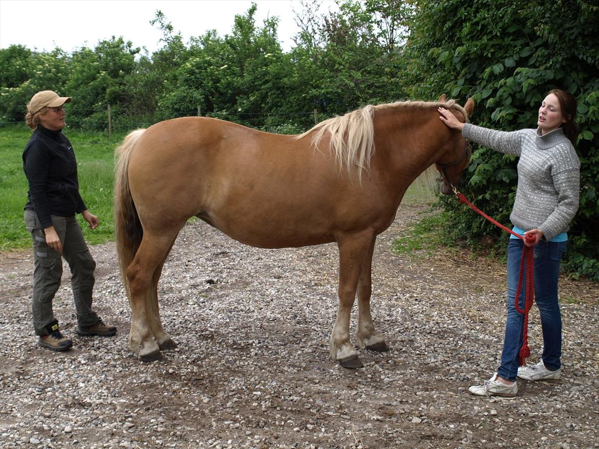 hestene hr besøg af fysioterapeut karin wyrtz billede 39