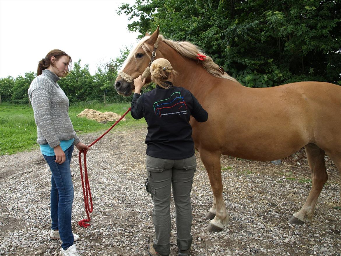 hestene hr besøg af fysioterapeut karin wyrtz billede 41