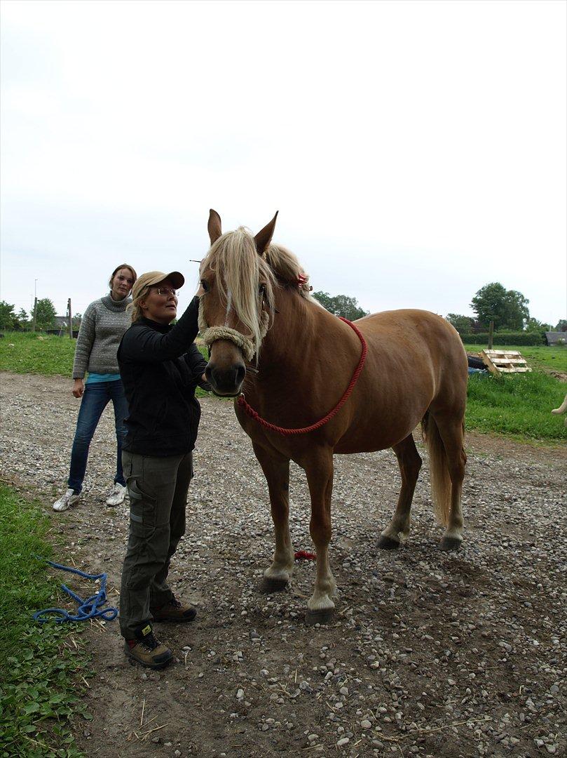 hestene hr besøg af fysioterapeut karin wyrtz billede 42