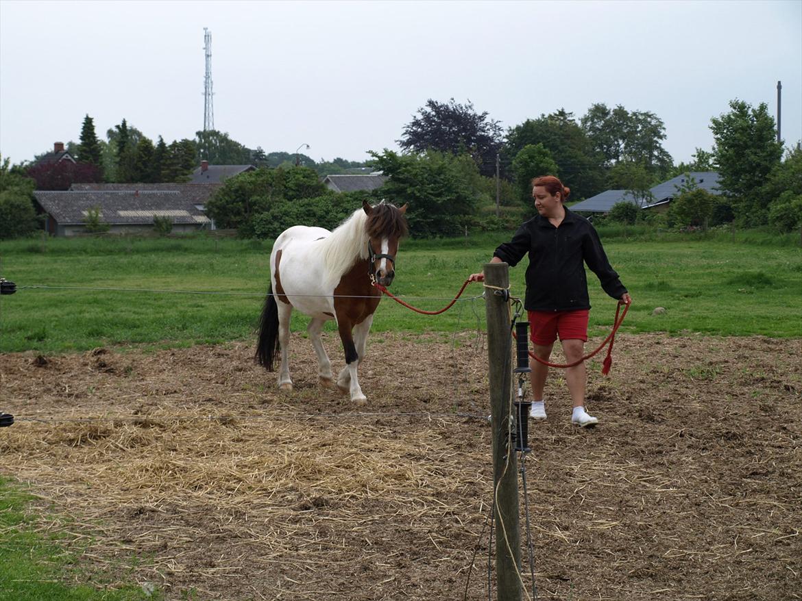 hestene hr besøg af fysioterapeut karin wyrtz billede 43