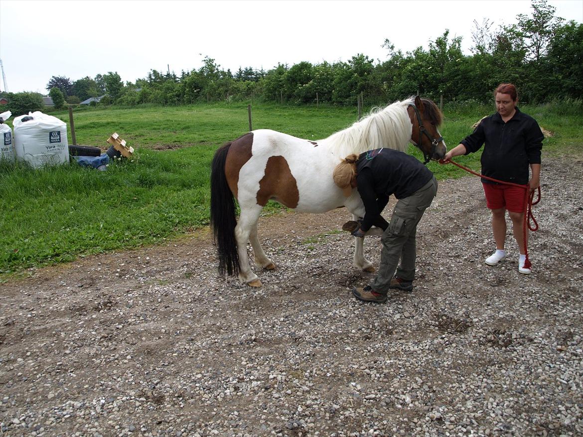 hestene hr besøg af fysioterapeut karin wyrtz billede 44