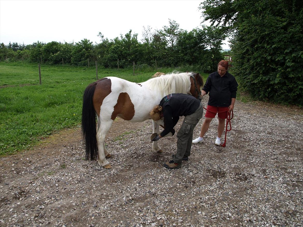 hestene hr besøg af fysioterapeut karin wyrtz billede 45
