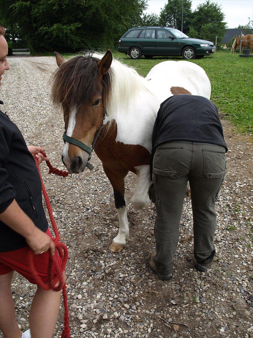 hestene hr besøg af fysioterapeut karin wyrtz billede 47