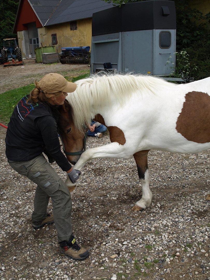 hestene hr besøg af fysioterapeut karin wyrtz billede 48