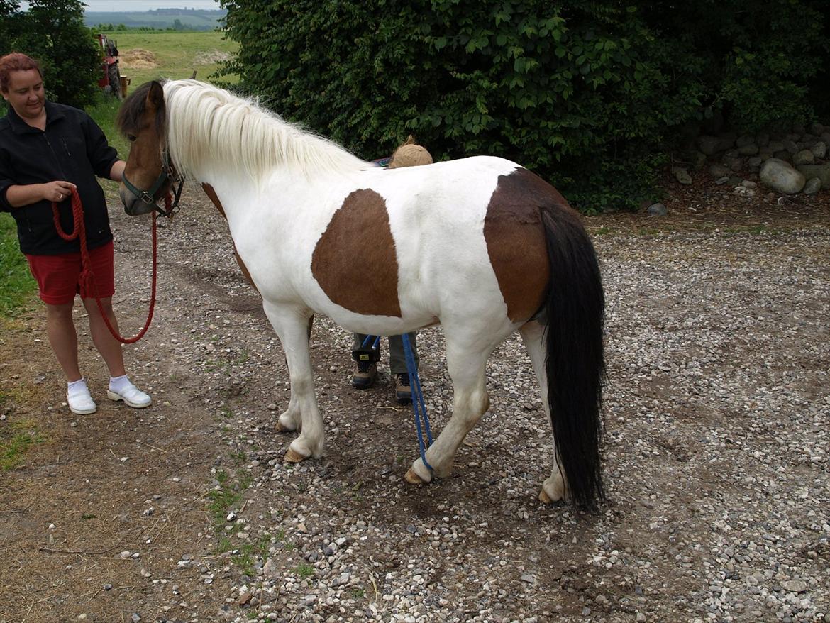 hestene hr besøg af fysioterapeut karin wyrtz billede 52