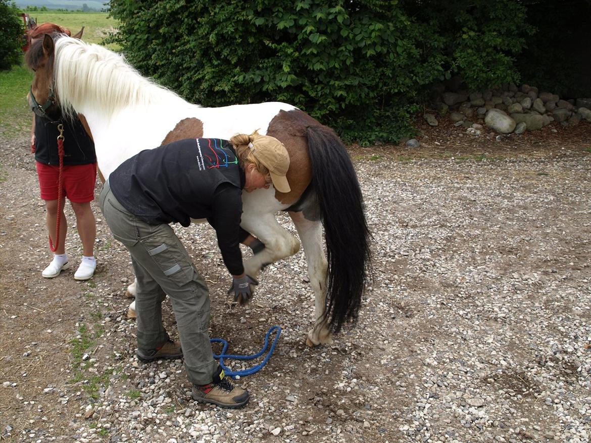 hestene hr besøg af fysioterapeut karin wyrtz billede 53
