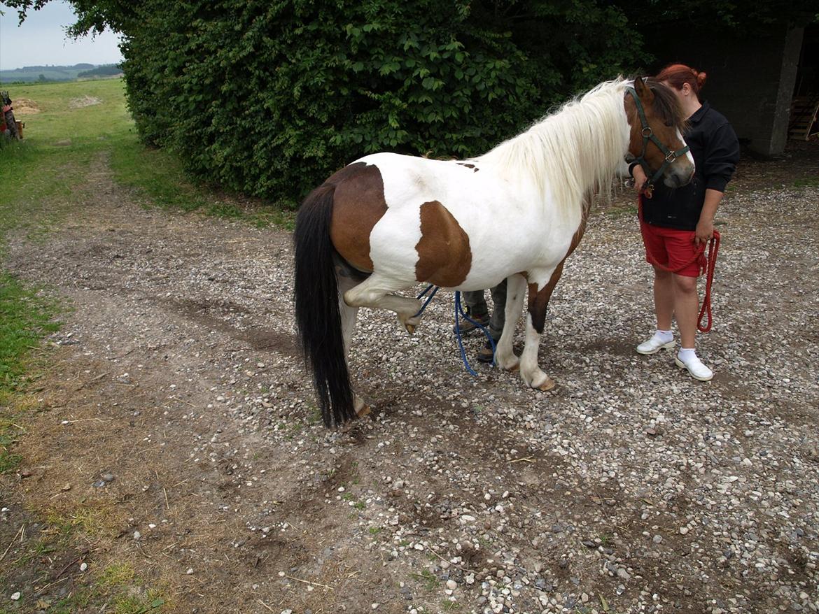 hestene hr besøg af fysioterapeut karin wyrtz billede 56
