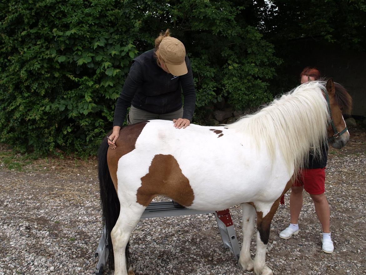 hestene hr besøg af fysioterapeut karin wyrtz billede 59