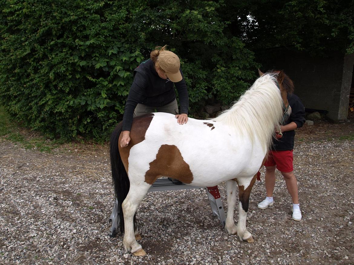 hestene hr besøg af fysioterapeut karin wyrtz billede 60