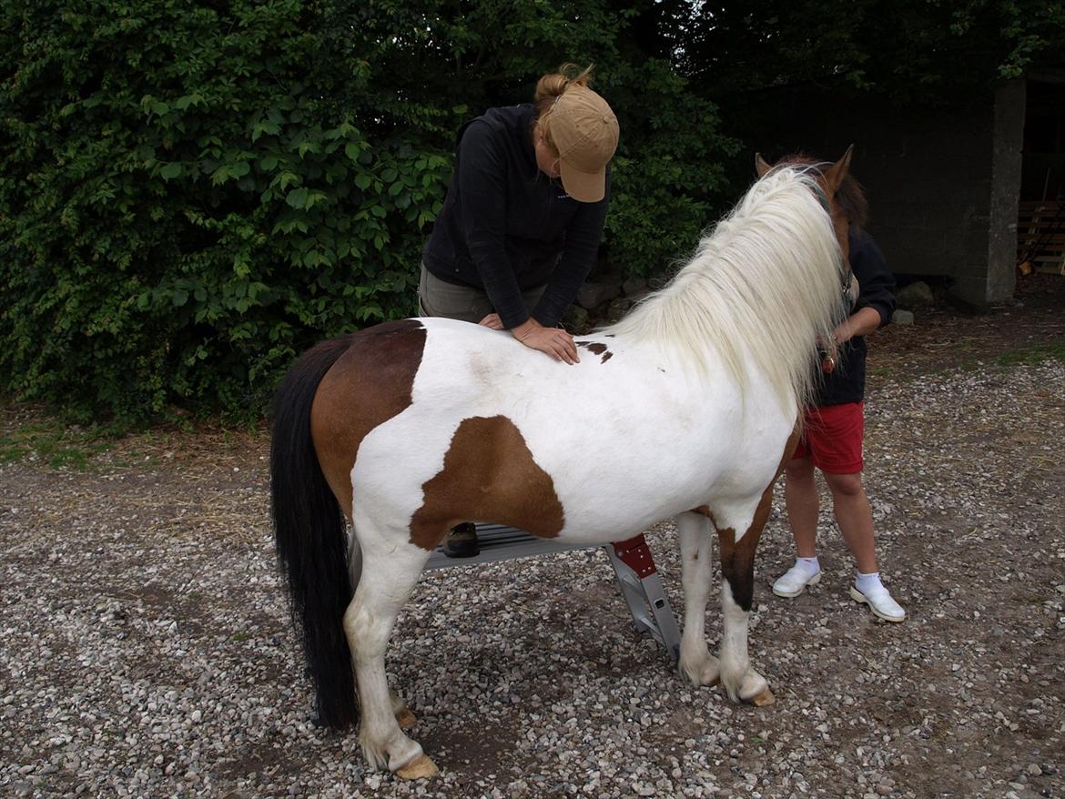 hestene hr besøg af fysioterapeut karin wyrtz billede 61