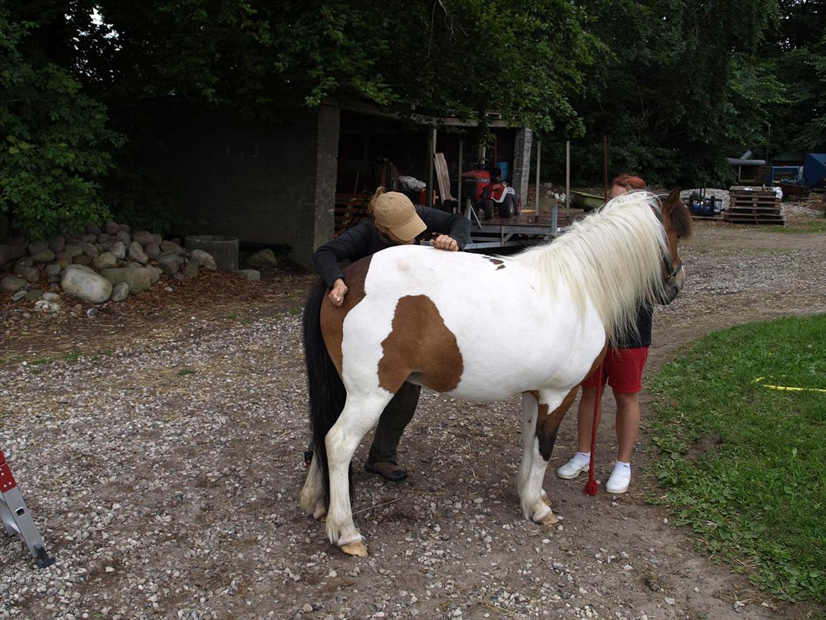 hestene hr besøg af fysioterapeut karin wyrtz billede 62