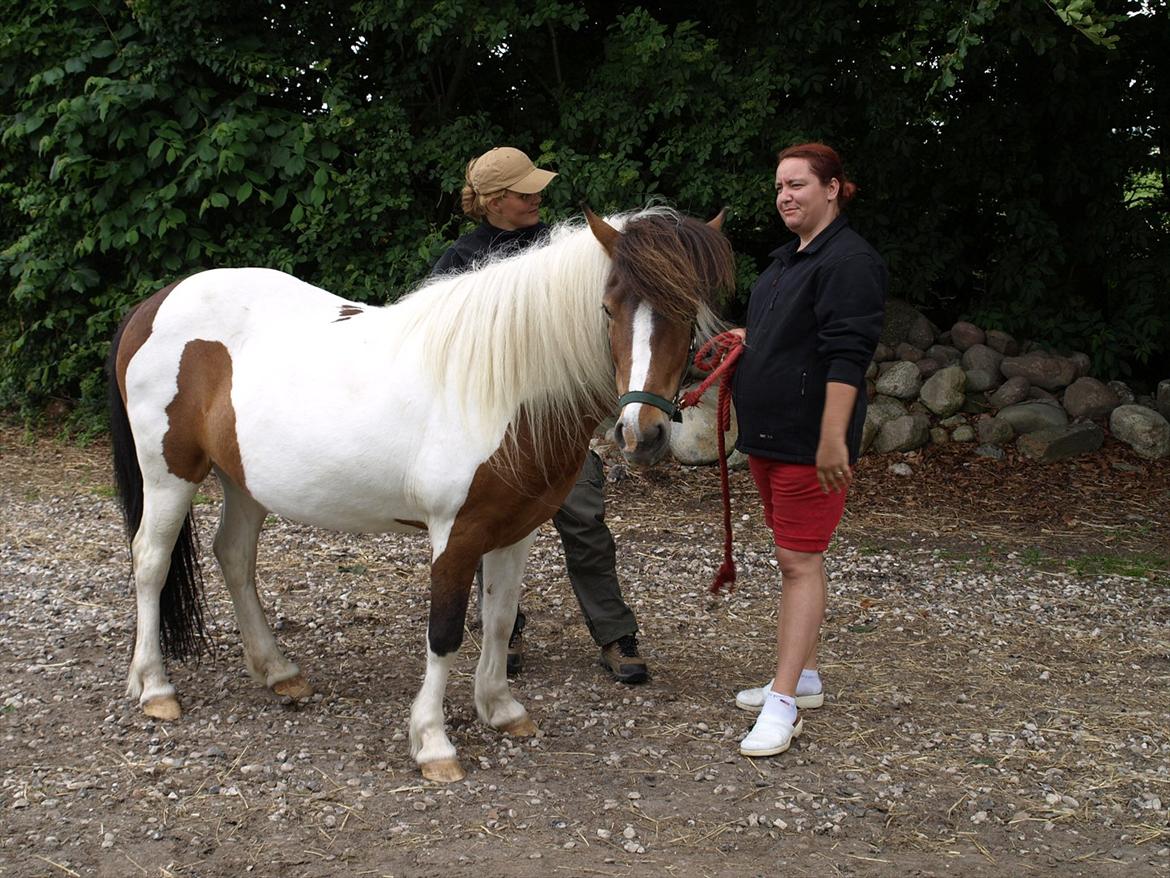 hestene hr besøg af fysioterapeut karin wyrtz billede 63