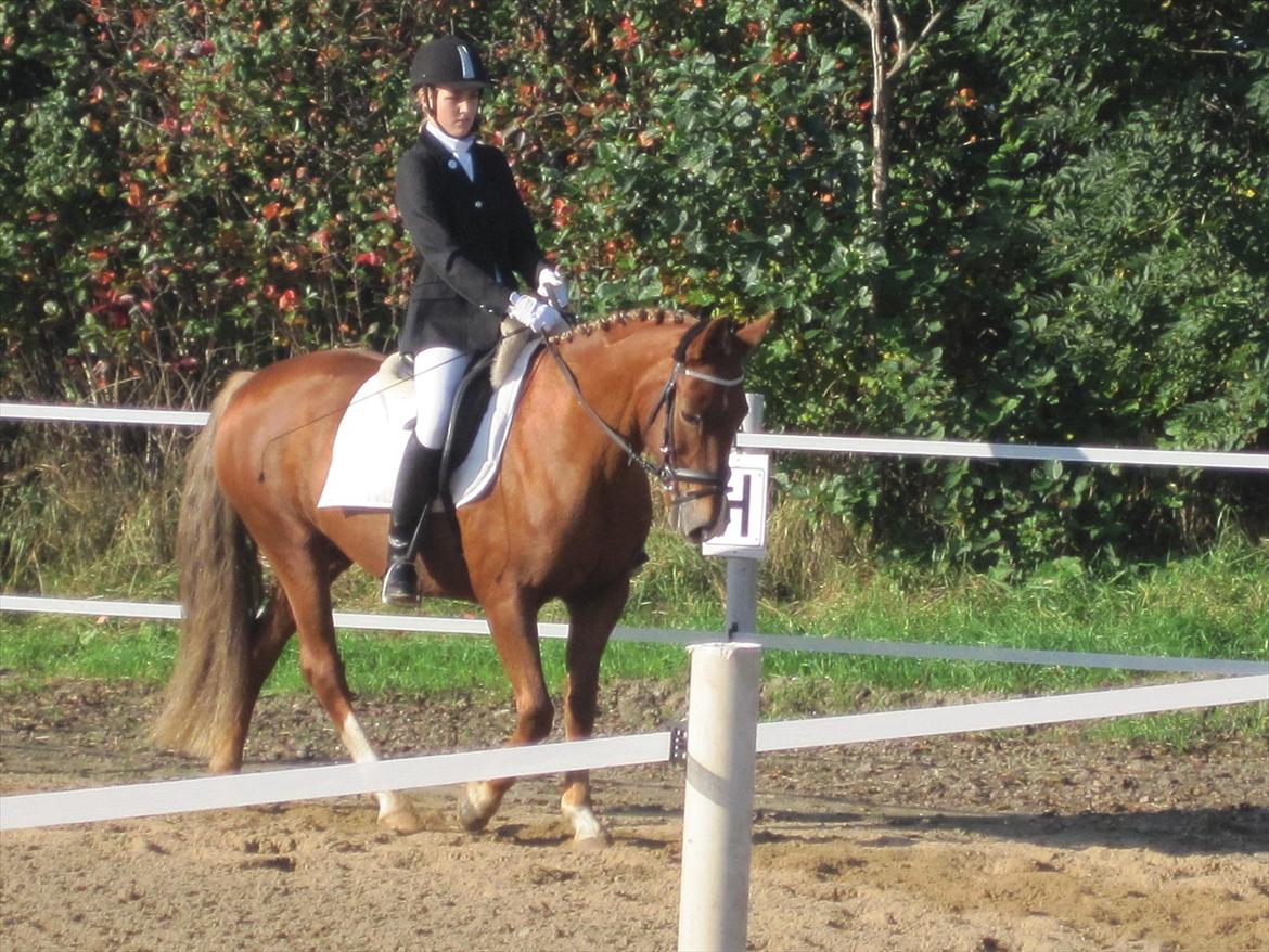 Stævne i Ryttergården Ravnkilde :) billede 3