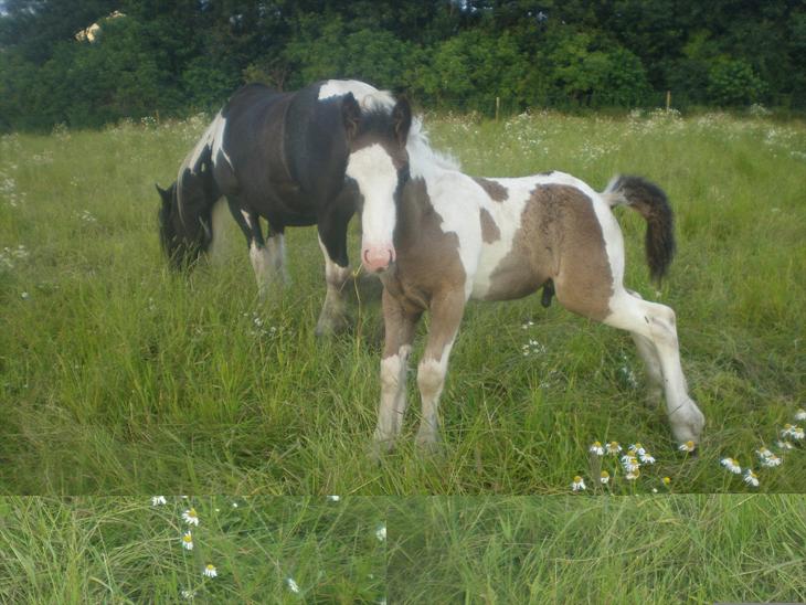 {{currentPhoto.altText}} billede {{currentPhoto.number}}