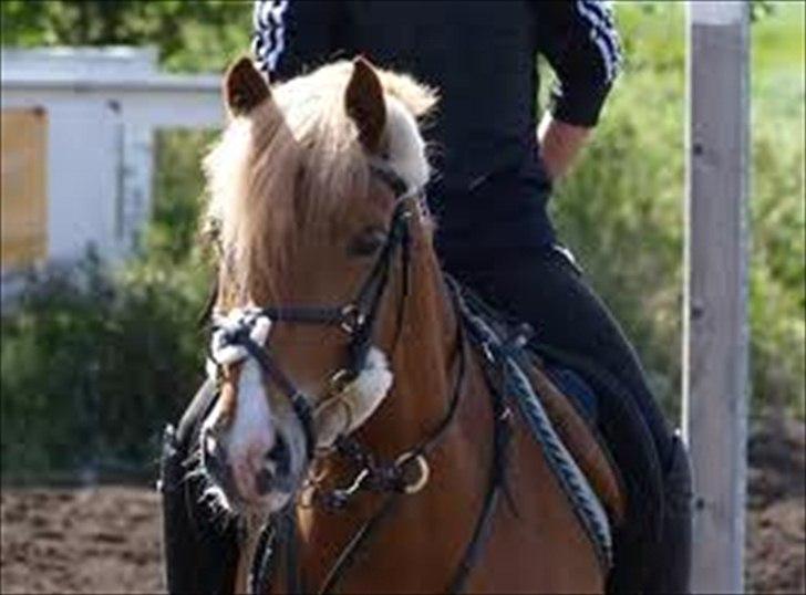 Drømme Udstyr <3 - Horze krydstrense str Cob sort billede 18