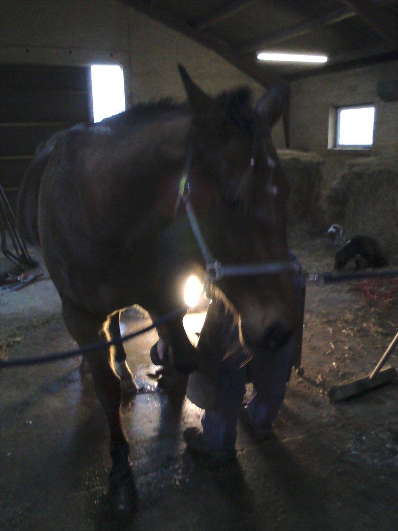 Vores billedebog. - Kaliber har haft smed igen, 600kr der igen ;-) Det er nu ret billigt synes jeg selv for at få skiftet alle 4 sko :-D Han stod bare så flot til det! :-D Også begyndte jeg at flette hans pandelok, og han er da søøød med en fletning :-D Dette er ikke første gang han har smed ved mig. ;-)
Og det er ikke første gang jeg fletter ham, jeg flettede ham også ude på travbanen, da han var væddeløber :-D billede 19