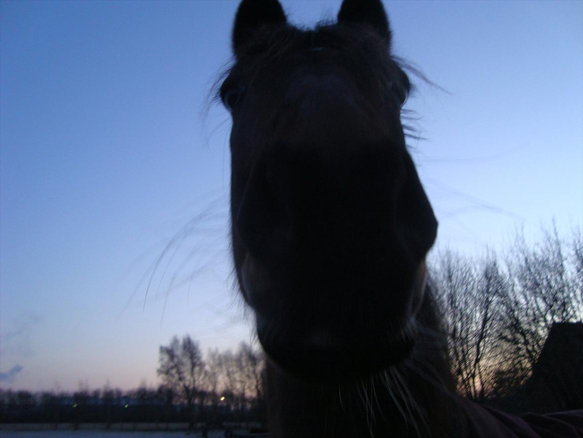 Vores billedebog. - Thihihih :-D Tossehest :-D Mente lige dette billede skulle ind ;-) Han er da søøød på dette billede :-D Han er en nysgerrig hest xD billede 20