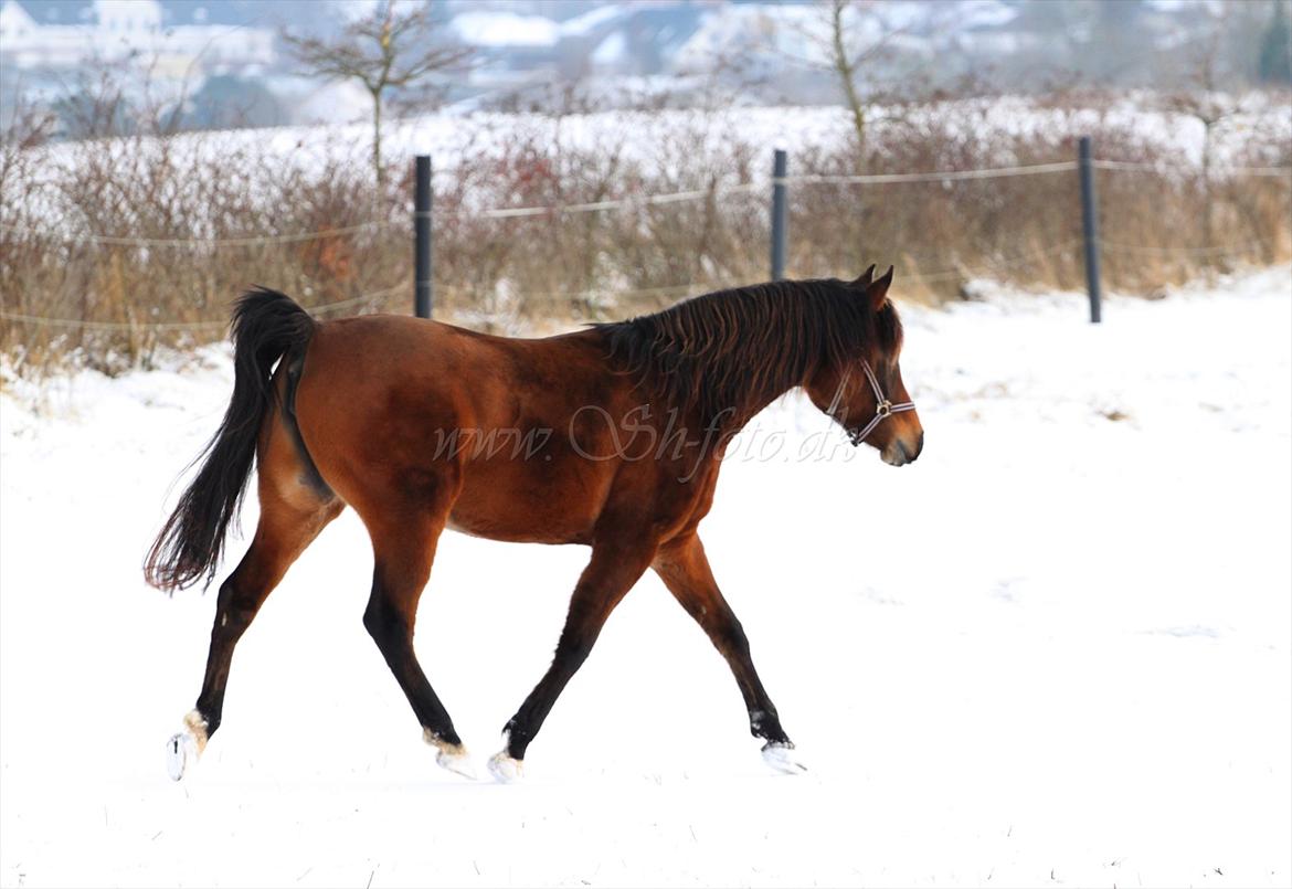 Lækre damer i sneen billede 1