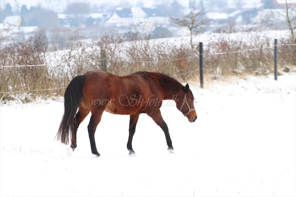 Lækre damer i sneen billede 2
