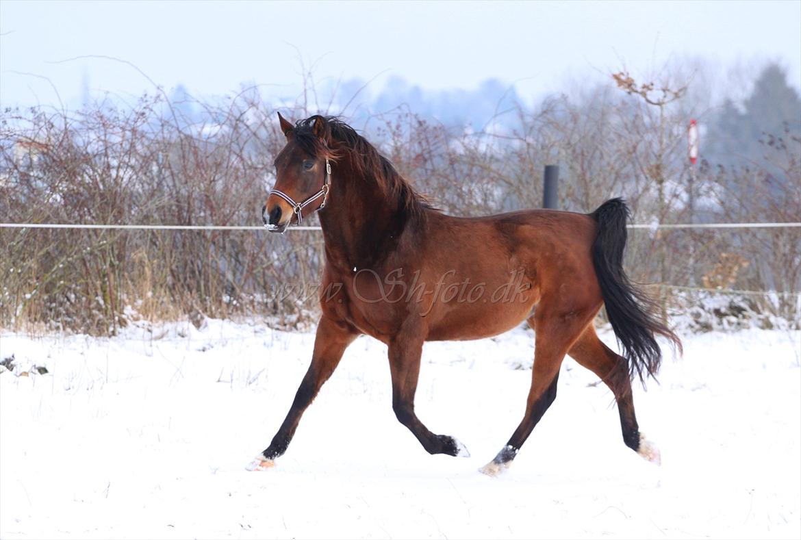 Lækre damer i sneen billede 3