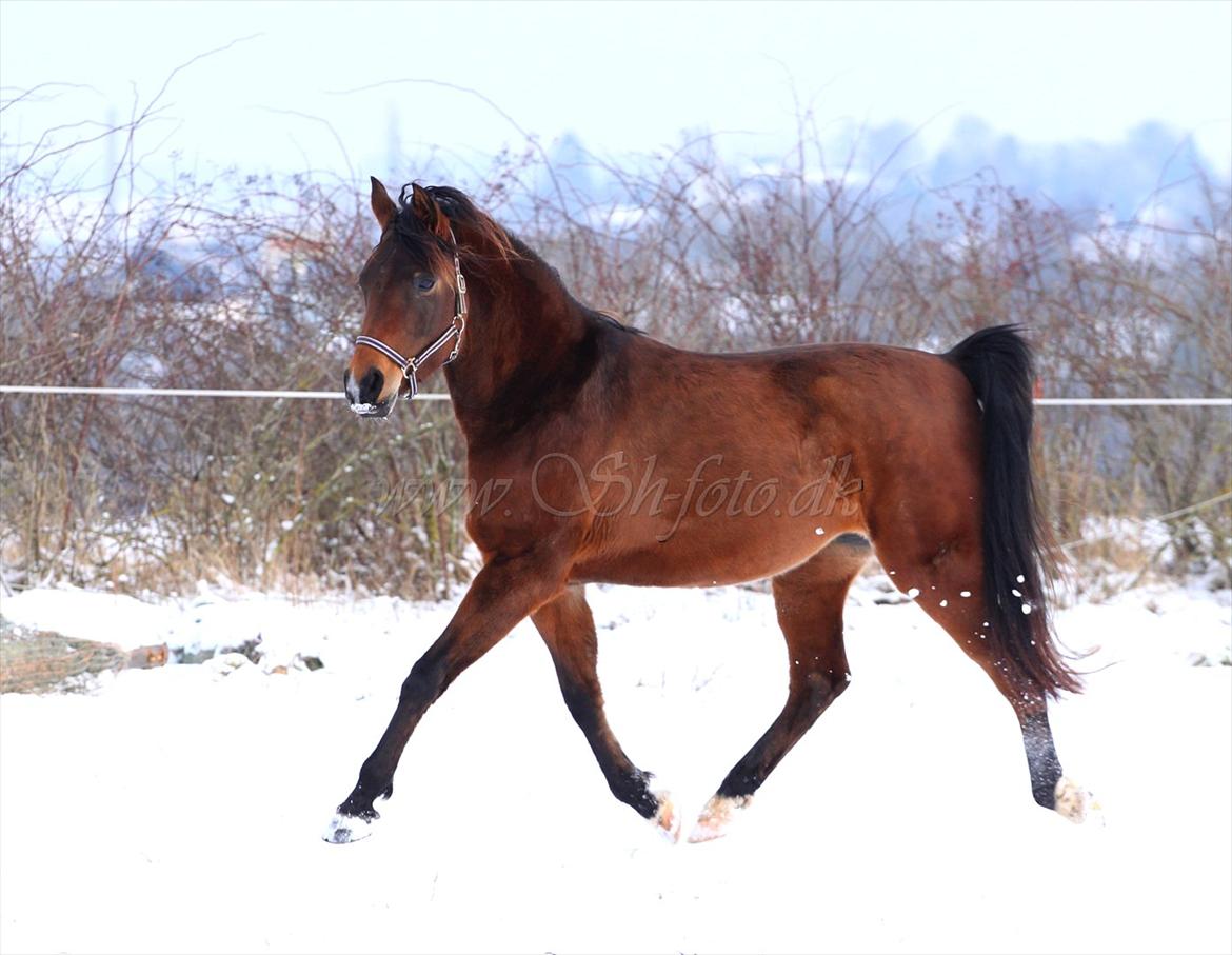Lækre damer i sneen billede 4