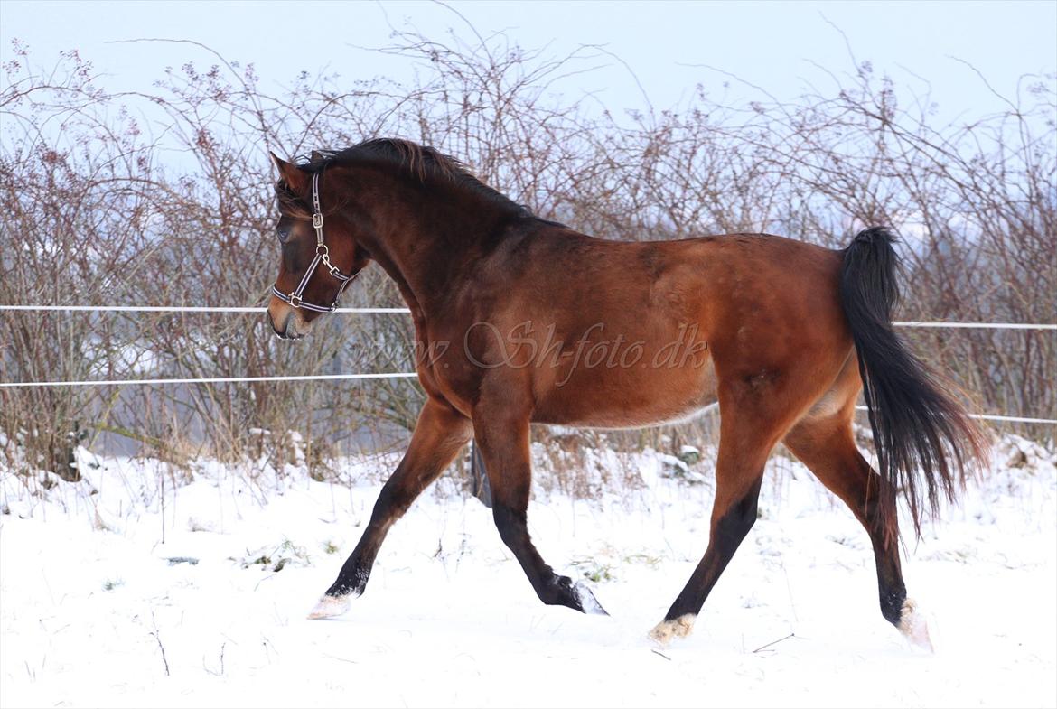 Lækre damer i sneen billede 5