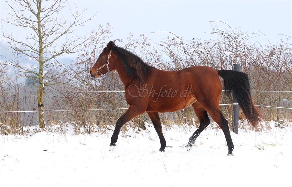 Lækre damer i sneen billede 6