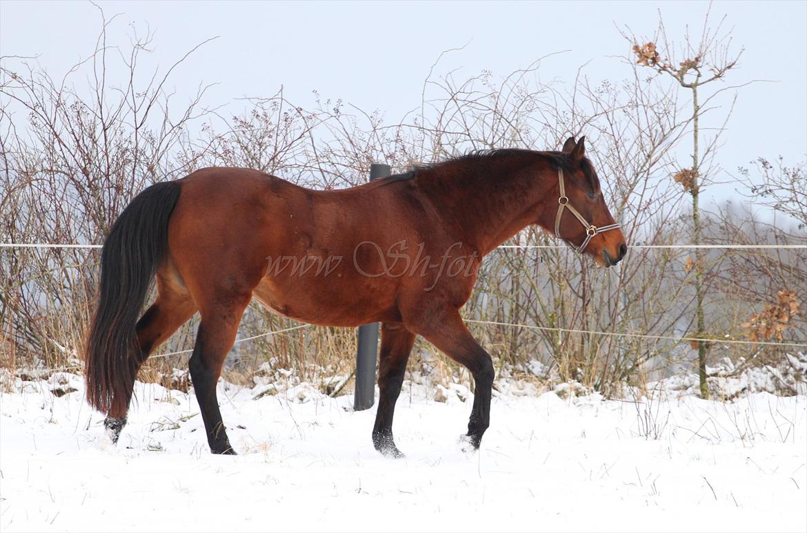 Lækre damer i sneen billede 7