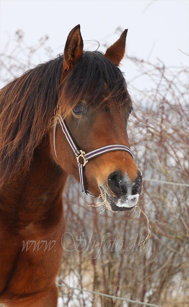 Lækre damer i sneen billede 8
