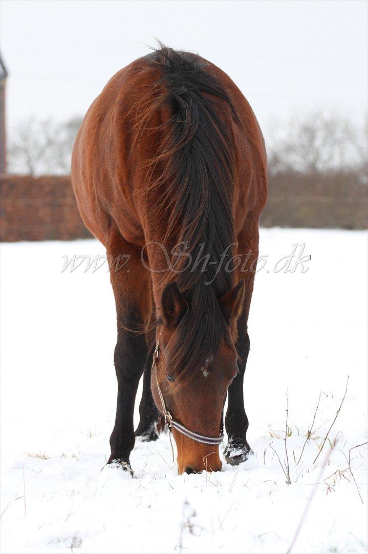 Lækre damer i sneen billede 9
