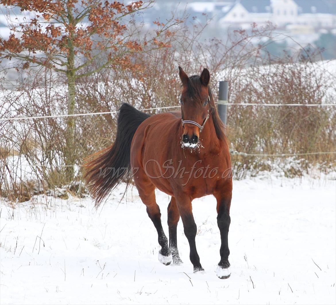 Lækre damer i sneen billede 10