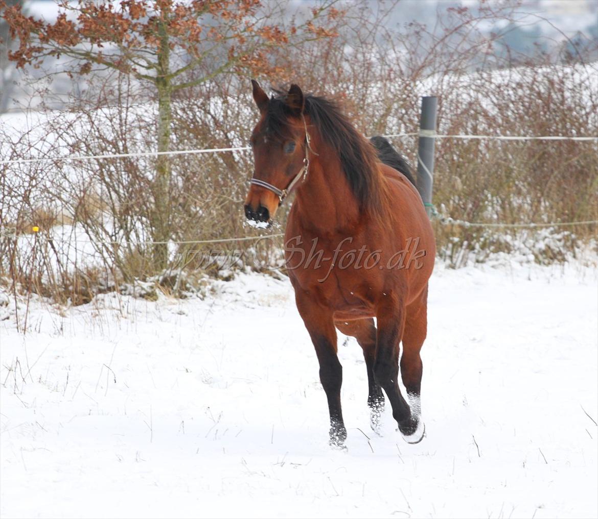 Lækre damer i sneen billede 11