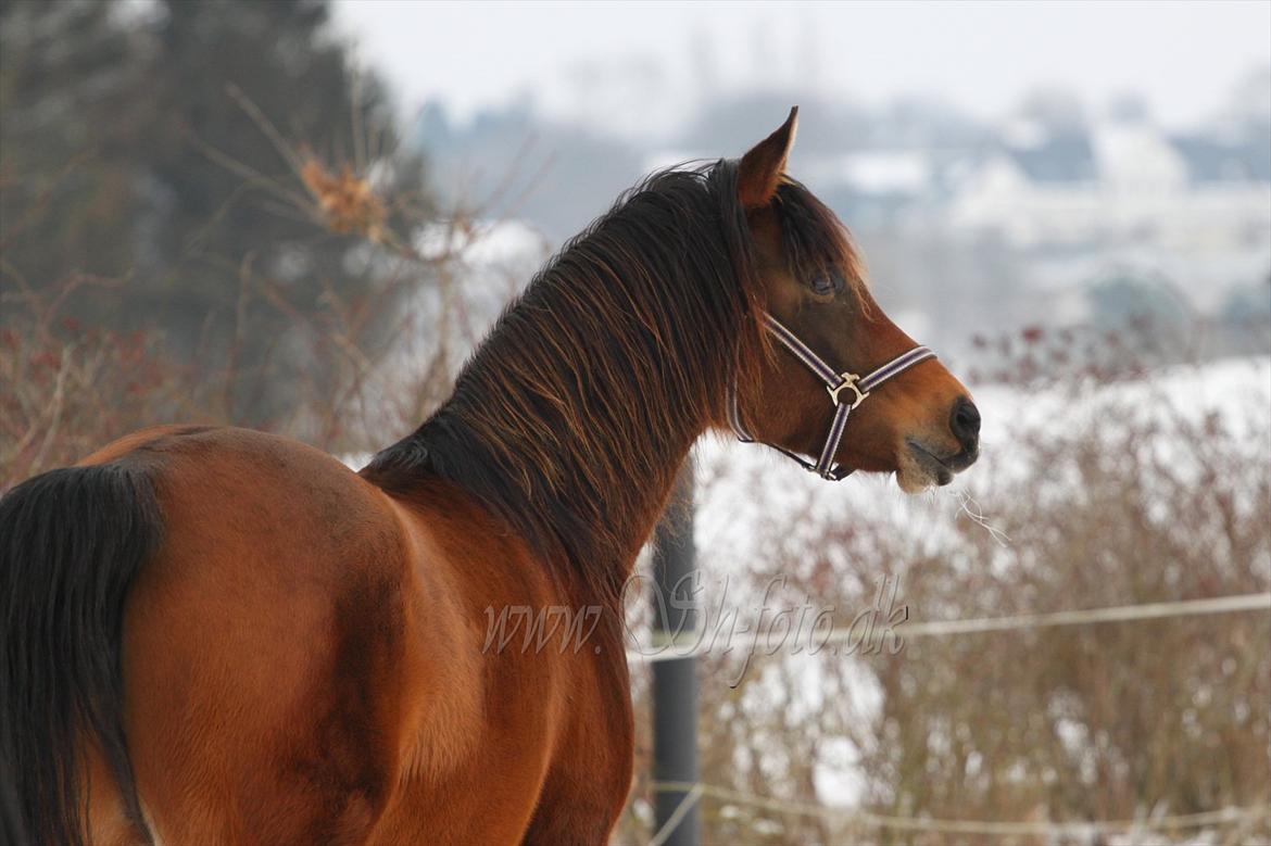 Lækre damer i sneen billede 12
