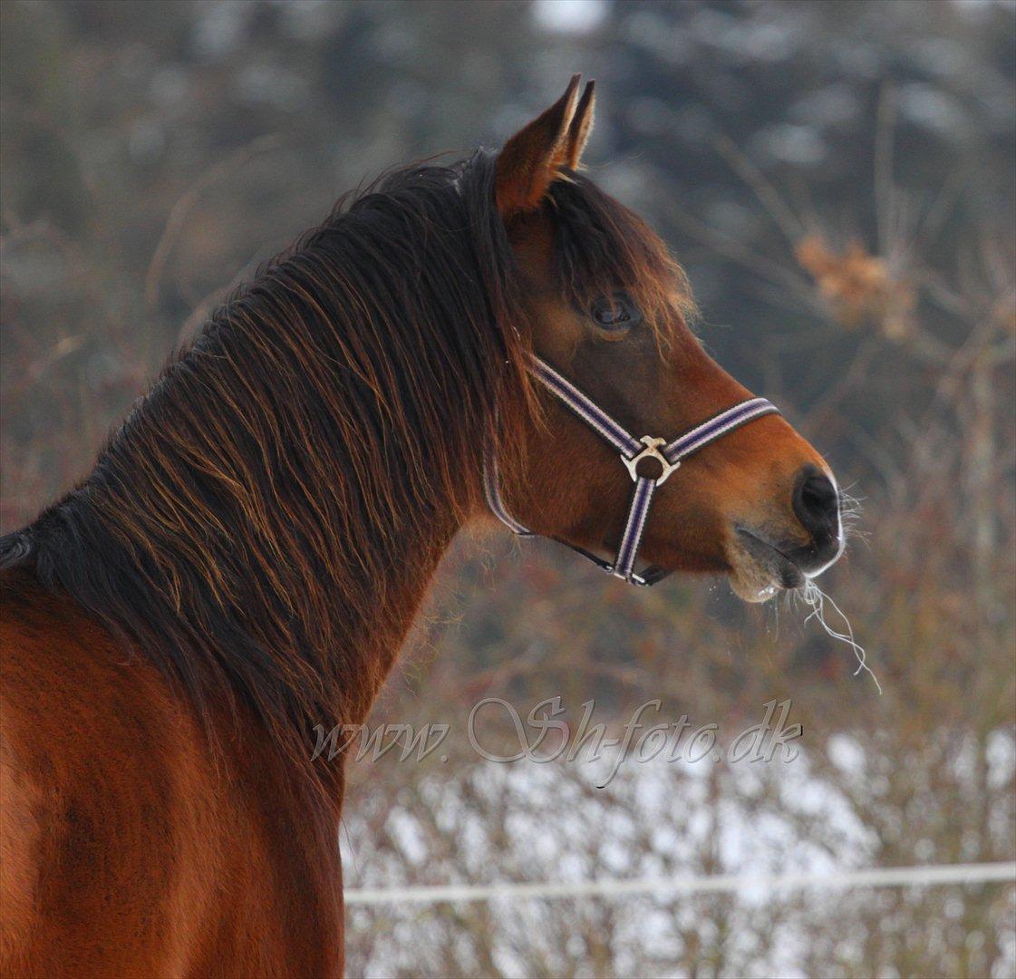 Lækre damer i sneen billede 13