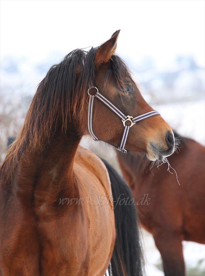 Lækre damer i sneen billede 14