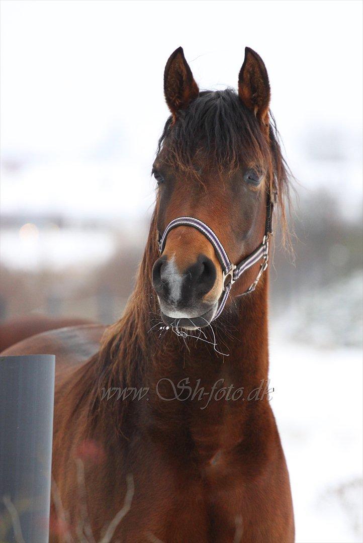 Lækre damer i sneen billede 15