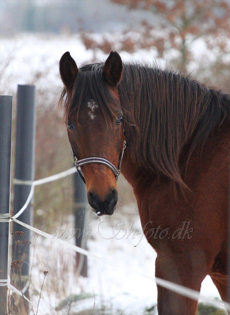 Lækre damer i sneen billede 16