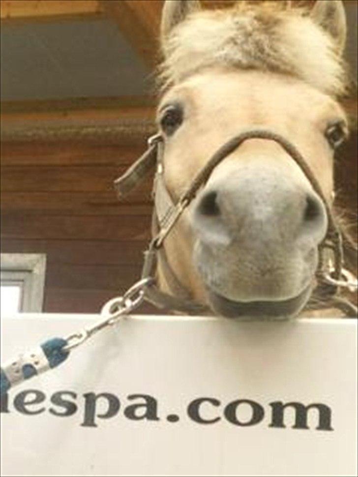 Apollo på Hjortlund Horse Treatment  billede 2