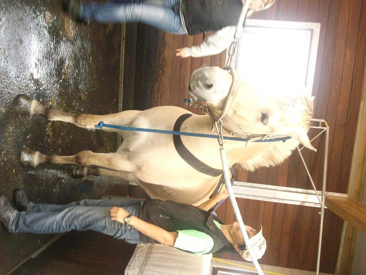 Apollo på Hjortlund Horse Treatment  billede 3