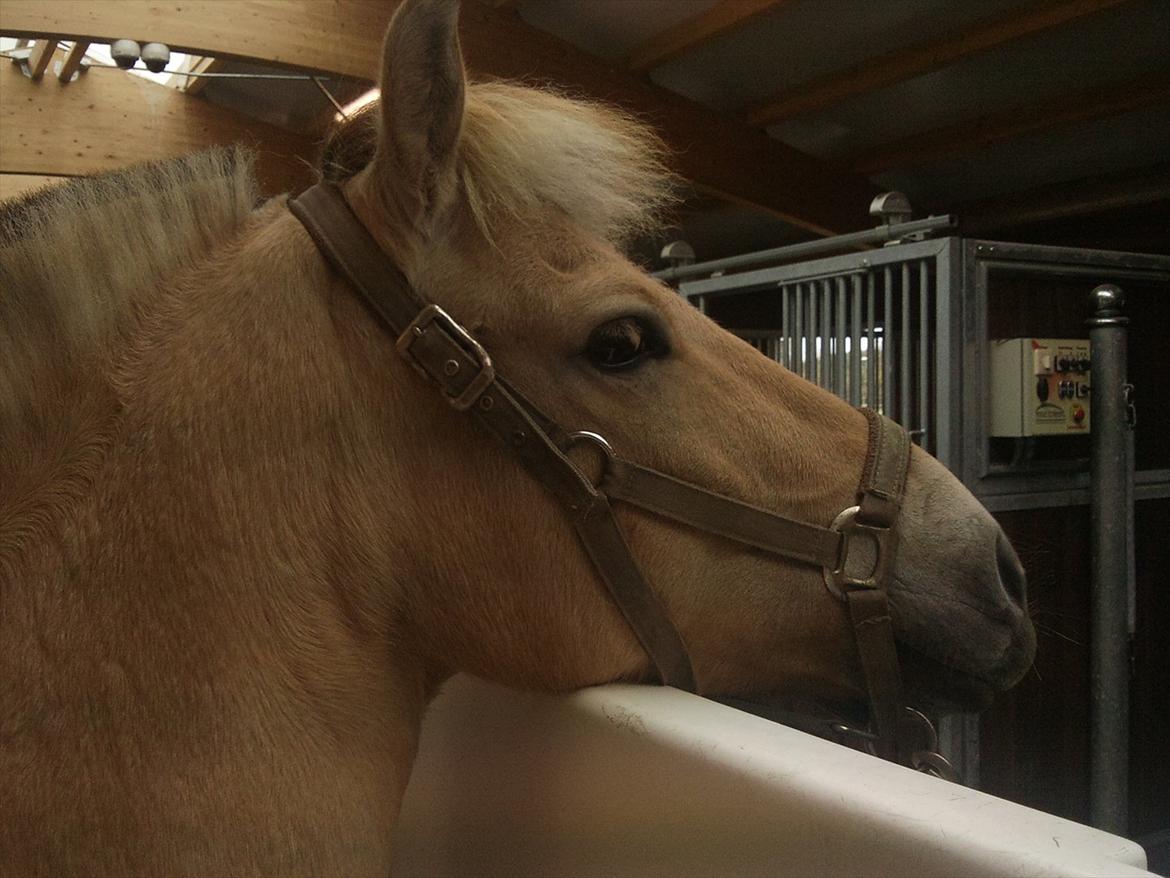 Apollo på Hjortlund Horse Treatment  billede 4