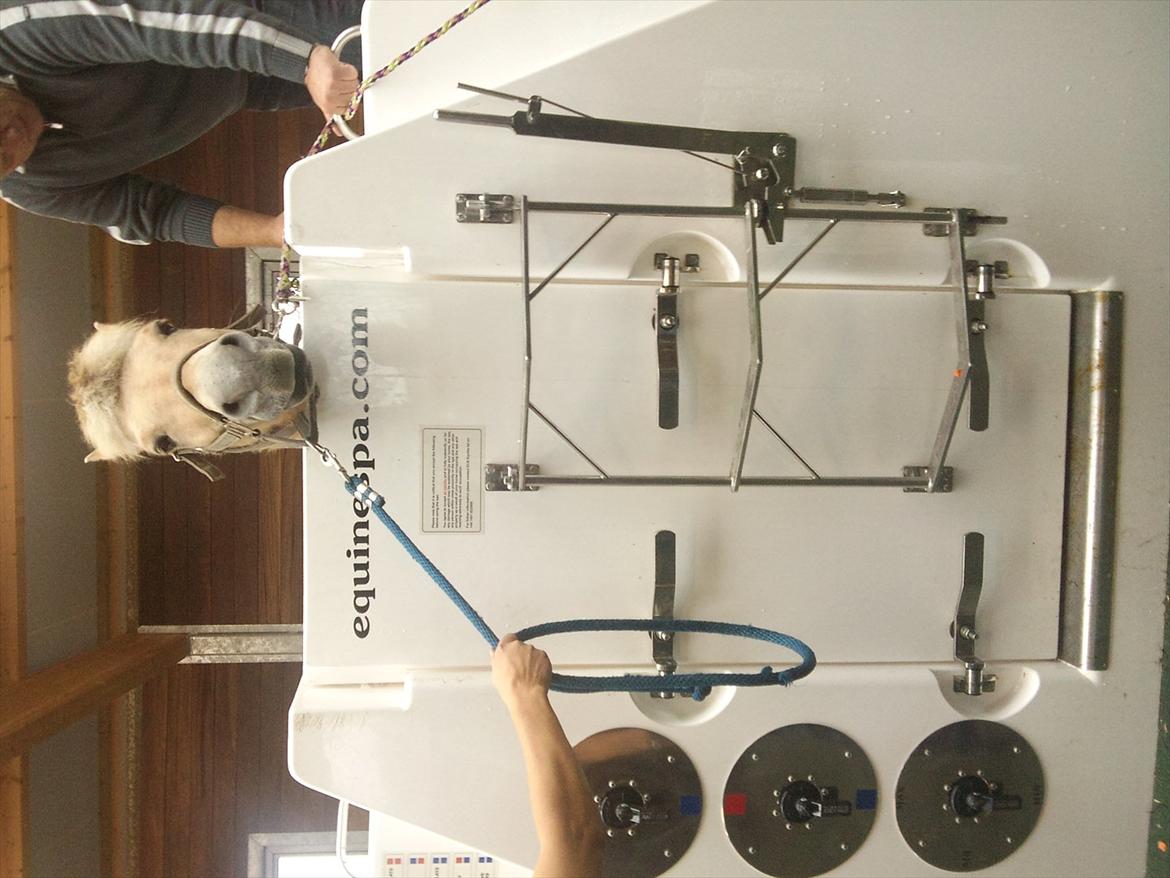 Apollo på Hjortlund Horse Treatment  billede 5