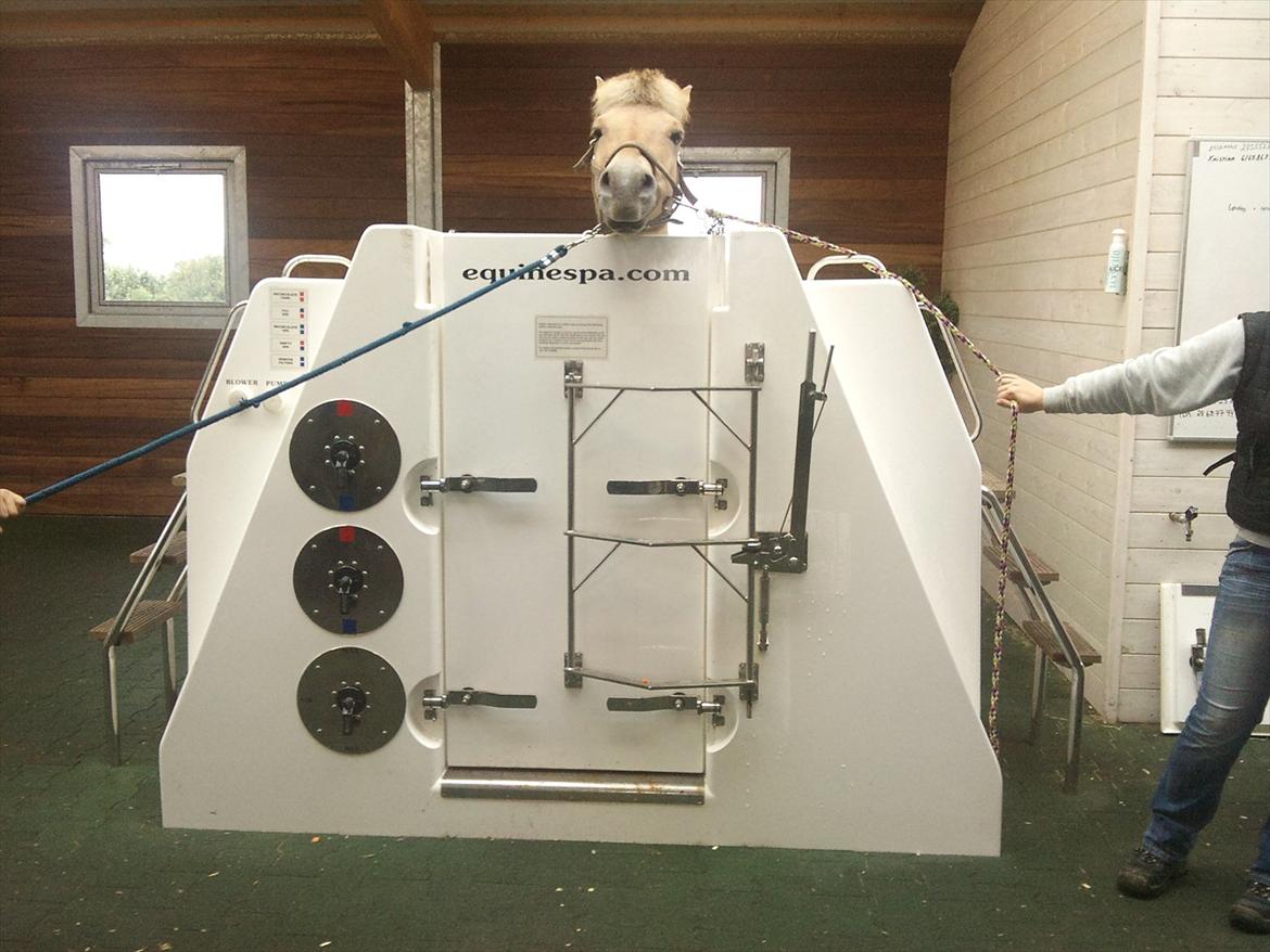 Apollo på Hjortlund Horse Treatment  billede 1